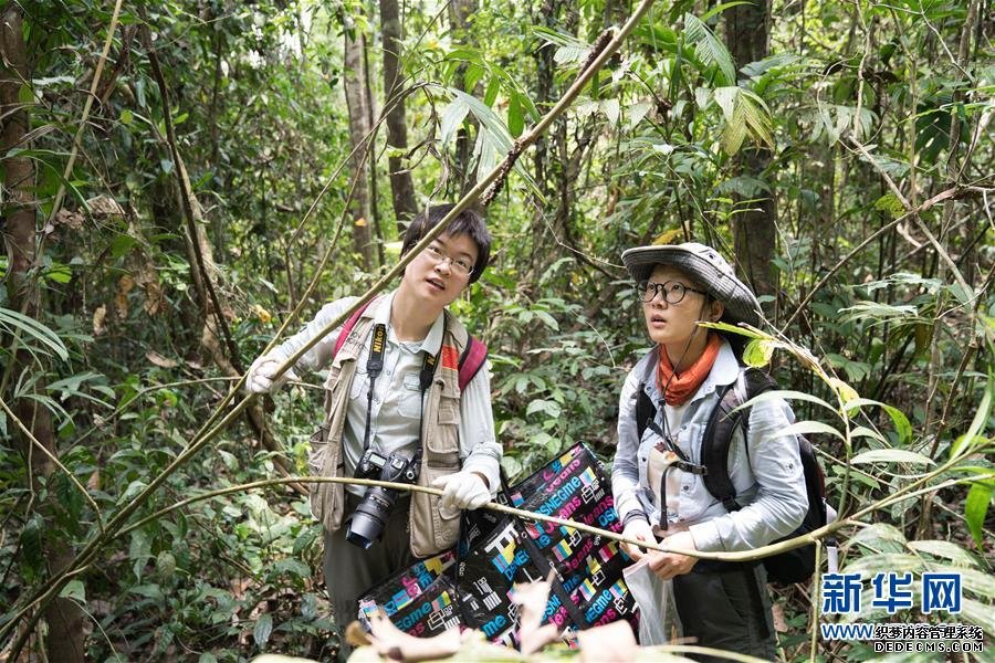 5月25日，在缅甸北部实皆省大麦地野生动物保护区，中缅联合科考队队员、中国科学院植物研究所研究助理张若鹏（左）和中缅联合科考队队员、中国科学院植物研究所研究助理王继旋采集植物标本。新华社记者 金立旺 摄