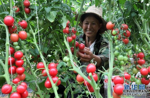 7æ11æ¥ï¼å¨è´µå·çæ¯èå¸é»è¥¿å¿ä¸­å»ºä¹¡æ°ä¸»æå£å¥³æç§æ¤åºå°ï¼ææ°å¨éæå£å¥³æã æ°åç¤¾åï¼å²å¼å¿ æï¼