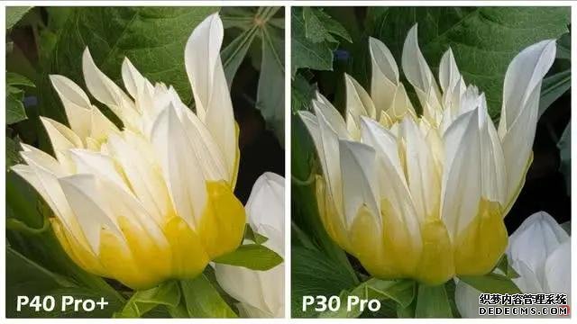 华为P40Pro＋和华为P30Pro拍照对比：都是旗舰到底要不要升级？