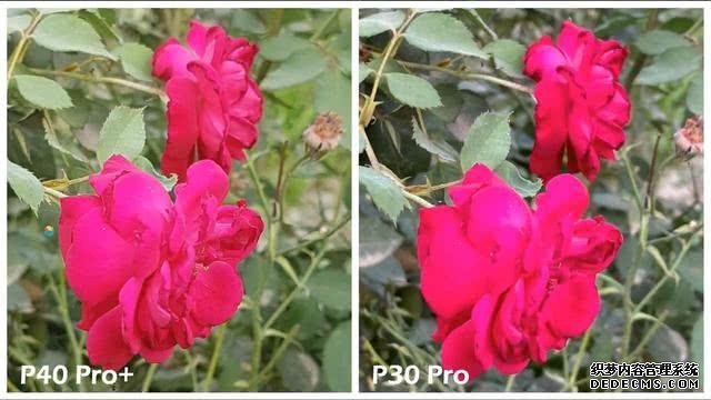 华为P40Pro＋和华为P30Pro拍照对比：都是旗舰到底要不要升级？