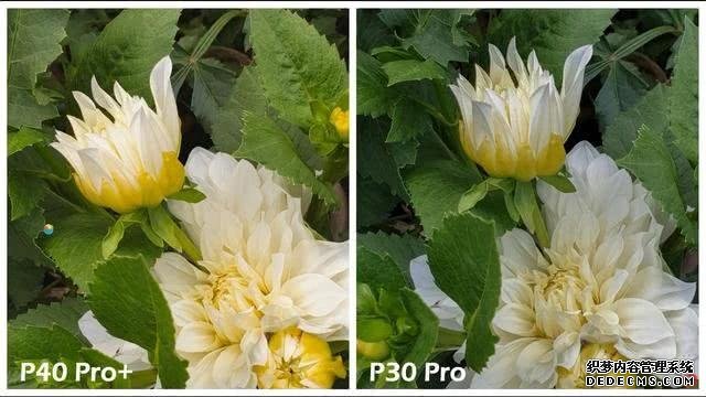 华为P40Pro＋和华为P30Pro拍照对比：都是旗舰到底要不要升级？