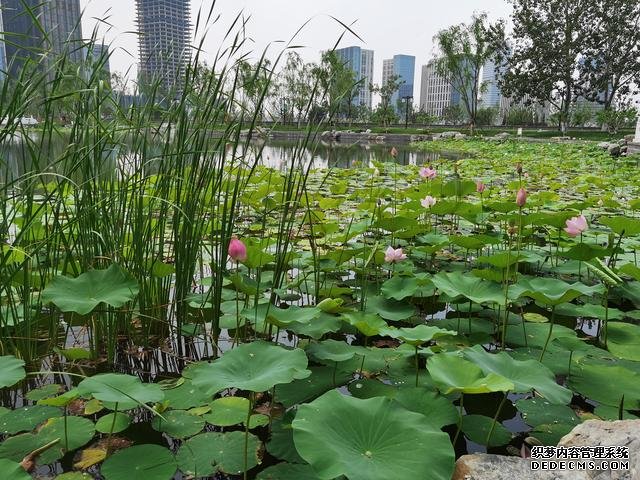 华为P40夏日实拍体验：色彩更加真实，低ISO下噪声更少