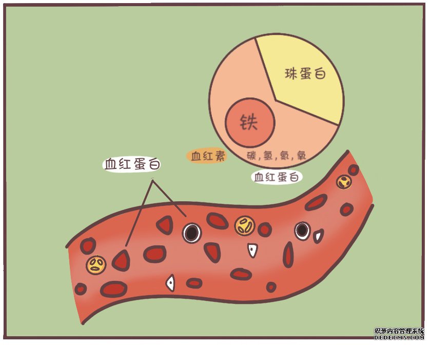 红枣、红糖能补铁吗？告别贫血，教你正确的补铁方法