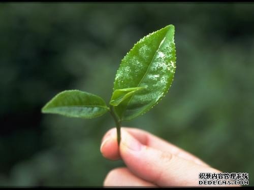 茶知识｜合理饮茶-成年人每天饮茶5-15克，茶虽好切忌贪杯