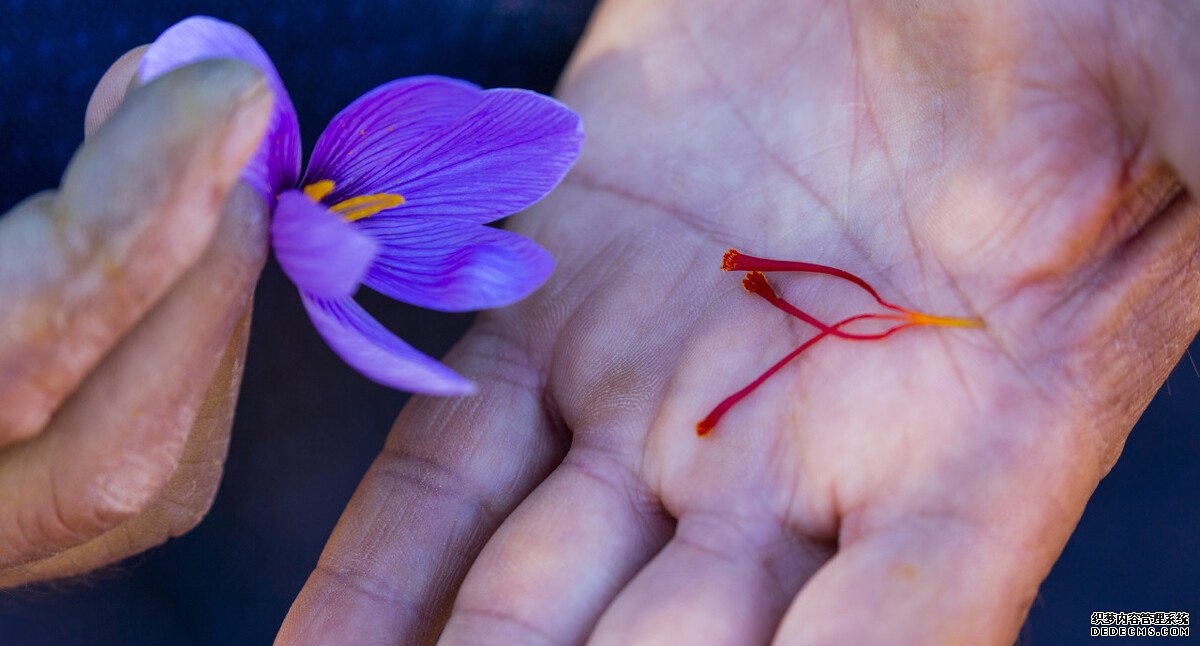 知识科普：藏红花泡脚？做梦！你知道藏红花为什么赛黄金吗